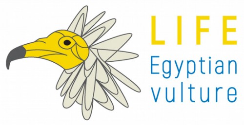 Progetto Life egyptian vulture